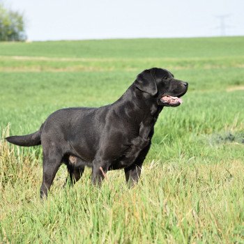 chien Retriever du Labrador noire Dea élevage du Fond de la Noye