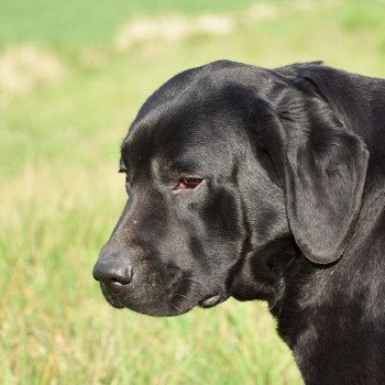 chien Retriever du Labrador noire Dea élevage du Fond de la Noye chien Retriever du Labrador noire Dea élevage du Fond de la Noye