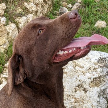 chien Retriever du Labrador chocolat Flaming Passion élevage du Fond de la Noye