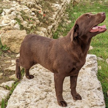 chien Retriever du Labrador chocolat Flaming Passion élevage du Fond de la Noye