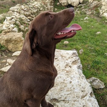 chien Retriever du Labrador chocolat Flaming Passion élevage du Fond de la Noye