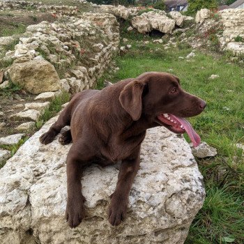 chien Retriever du Labrador chocolat Flaming Passion élevage du Fond de la Noye