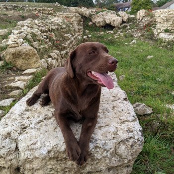 chien Retriever du Labrador chocolat Flaming Passion élevage du Fond de la Noye