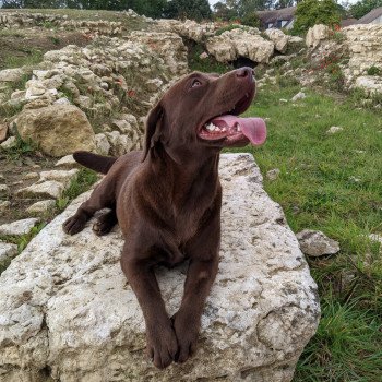 chien Retriever du Labrador chocolat Flaming Passion élevage du Fond de la Noye