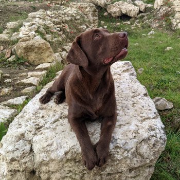 chien Retriever du Labrador chocolat Flaming Passion élevage du Fond de la Noye