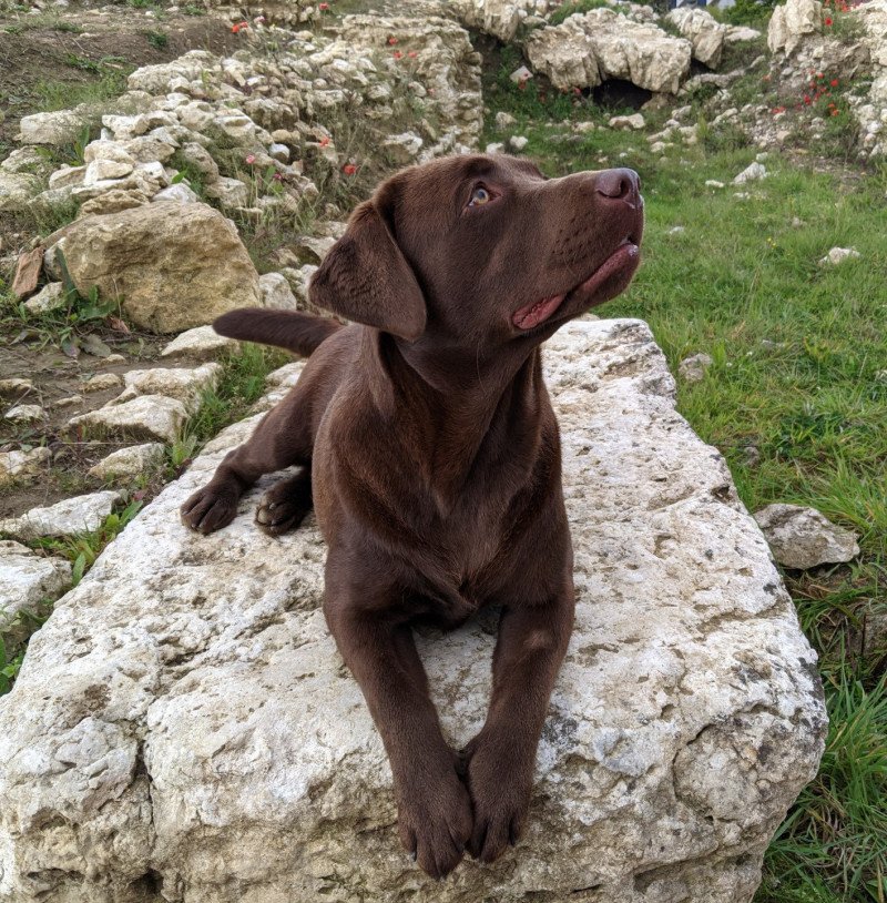 Dolenga's Flaming Passion Femelle Retriever du Labrador