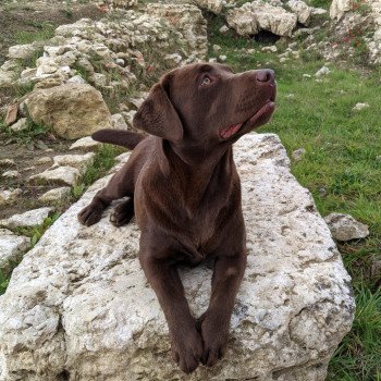 chien Retriever du Labrador chocolat Flaming Passion élevage du Fond de la Noye