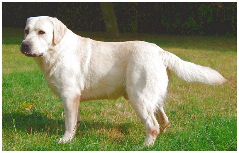 Fujiyama du Puits de Chanteins Mâle Retriever du Labrador