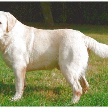 chien Retriever du Labrador Fujiyama élevage du Fond de la Noye
