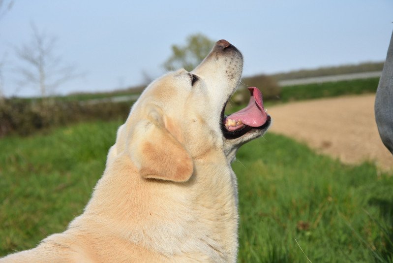 Inca du Pré de l'Egvonne Mâle Retriever du Labrador