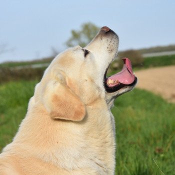 chien Retriever du Labrador sable Inca élevage du Fond de la Noye Retriever du Labrador