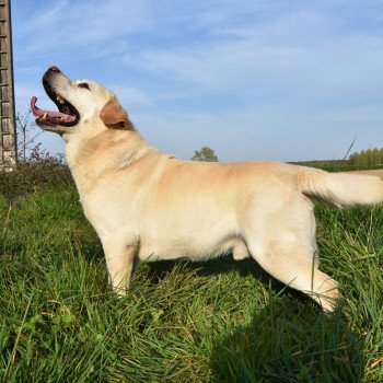 chien Retriever du Labrador sable Inca élevage du Fond de la Noye Retriever du Labrador