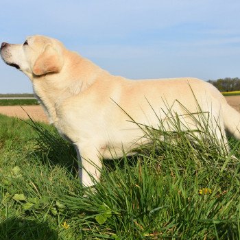chien Retriever du Labrador sable Inca élevage du Fond de la Noye Retriever du Labrador