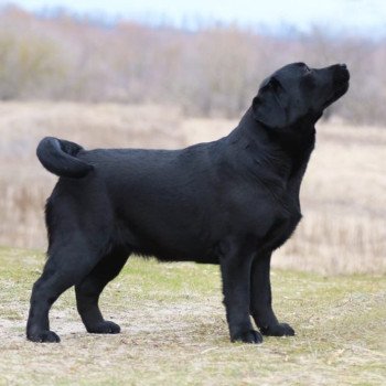 chiot Retriever du Labrador Kiss Magic élevage du Fond de la Noye chiot Retriever du Labrador Kiss Magic élevage du Fond de la Noye
