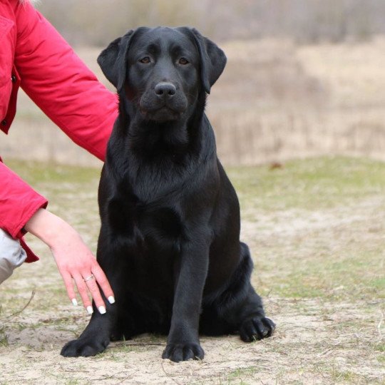 Kiss Magic Black & Chocolate Femelle Retriever du Labrador