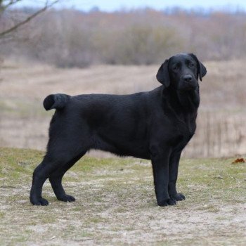 chiot Retriever du Labrador Kiss Magic élevage du Fond de la Noye chiot Retriever du Labrador Kiss Magic élevage du Fond de la Noye