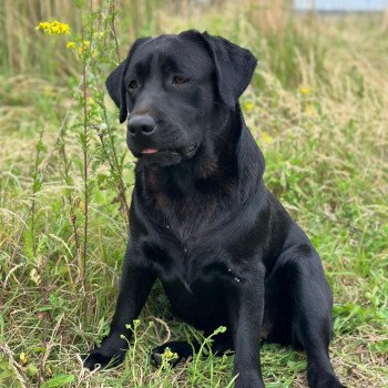 chiot Retriever du Labrador noire Kleopatra élevage du Fond de la Noye chiot Retriever du Labrador noire Kleopatra élevage du Fond de la Noye