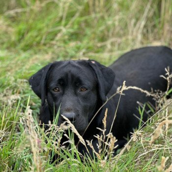 chiot Retriever du Labrador noire Kleopatra élevage du Fond de la Noye chiot Retriever du Labrador noire Kleopatra élevage du Fond de la Noye
