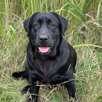 chiot Retriever du Labrador noire Kleopatra élevage du Fond de la Noye chiot Retriever du Labrador noire Kleopatra élevage du Fond de la Noye