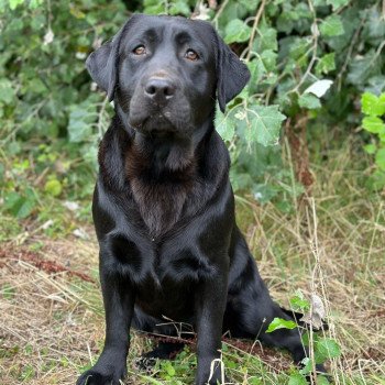 chiot Retriever du Labrador noire Kleopatra élevage du Fond de la Noye chiot Retriever du Labrador noire Kleopatra élevage du Fond de la Noye