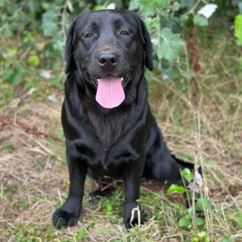 chiot Retriever du Labrador noire Kleopatra élevage du Fond de la Noye chiot Retriever du Labrador noire Kleopatra élevage du Fond de la Noye