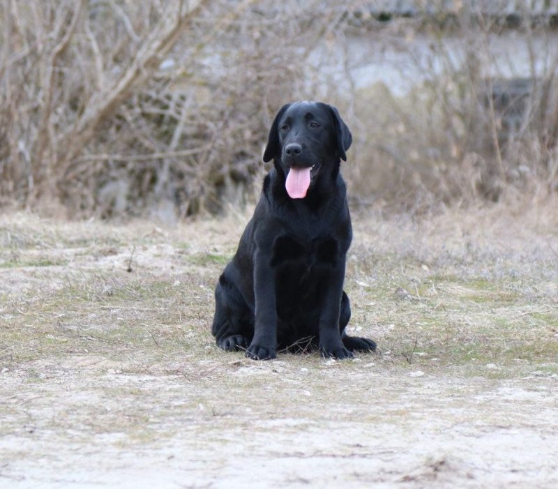 Kleopatra Black & Chocolate Femelle Retriever du Labrador Kleopatra Black & Chocolate Femelle Retriever du Labrador