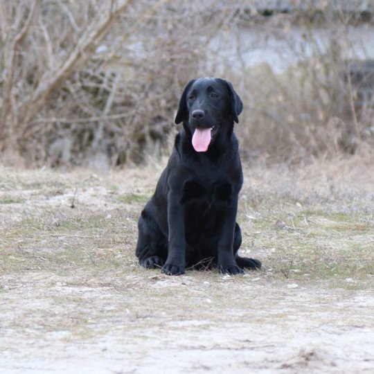 Kleopatra Black & Chocolate Femelle Retriever du Labrador