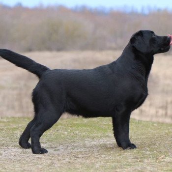 chiot Retriever du Labrador Kleopatra élevage du Fond de la Noye chiot Retriever du Labrador Kleopatra élevage du Fond de la Noye