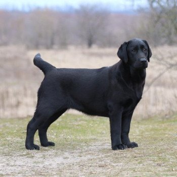 chiot Retriever du Labrador Kleopatra élevage du Fond de la Noye chiot Retriever du Labrador Kleopatra élevage du Fond de la Noye
