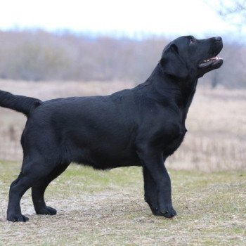 chiot Retriever du Labrador Kleopatra élevage du Fond de la Noye chiot Retriever du Labrador Kleopatra élevage du Fond de la Noye
