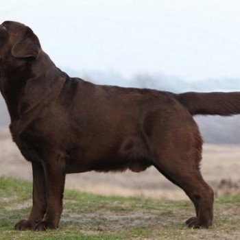 chien Retriever du Labrador chocolat Knight Moves élevage du Fond de la Noye