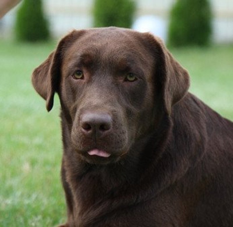 Leslie Black & Chocolate Femelle Retriever du Labrador