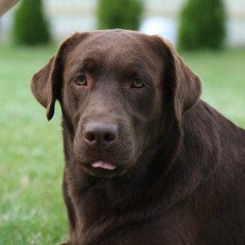 chien Retriever du Labrador Leslie élevage du Fond de la Noye chien Retriever du Labrador Leslie élevage du Fond de la Noye