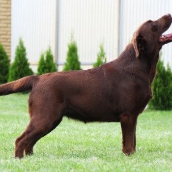 chien Retriever du Labrador Leslie élevage du Fond de la Noye chien Retriever du Labrador Leslie élevage du Fond de la Noye