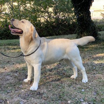 chien Retriever du Labrador sable Lion King élevage du Fond de la Noye