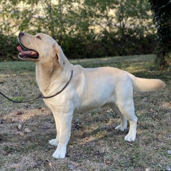 chien Retriever du Labrador sable Lion King élevage du Fond de la Noye