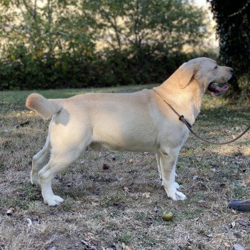 chien Retriever du Labrador sable Lion King élevage du Fond de la Noye