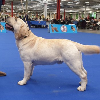 chien Retriever du Labrador sable Lion King élevage du Fond de la Noye