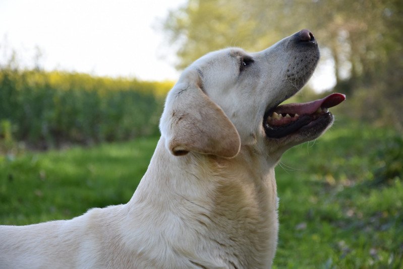 Herbu Zadora Lion King Mâle Retriever du Labrador