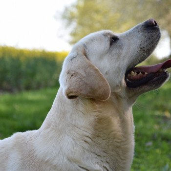 chien Retriever du Labrador sable Lion King élevage du Fond de la Noye