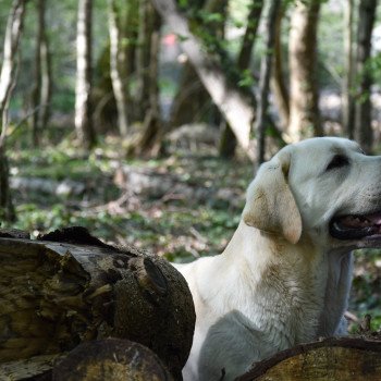 chien Retriever du Labrador sable Lion King élevage du Fond de la Noye