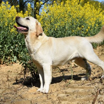 chien Retriever du Labrador sable Lion King élevage du Fond de la Noye