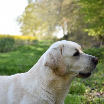 chien Retriever du Labrador sable Lion King élevage du Fond de la Noye