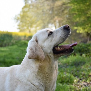 chien Retriever du Labrador sable Lion King élevage du Fond de la Noye