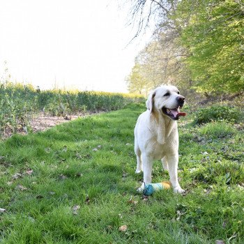 chien Retriever du Labrador sable Lion King élevage du Fond de la Noye