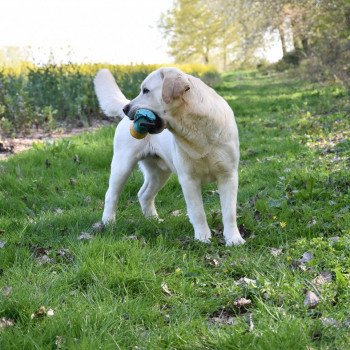 chien Retriever du Labrador sable Lion King élevage du Fond de la Noye