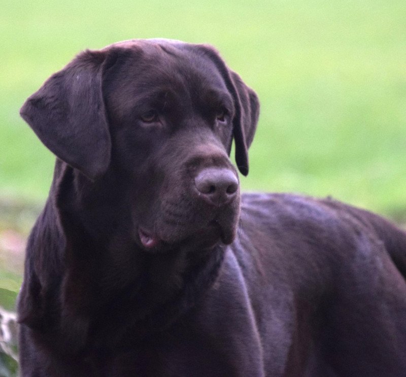 Lacote Louie Le Beau Mâle Retriever du Labrador