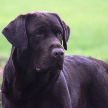 chien Retriever du Labrador chocolat Louie Le Beau élevage du Fond de la Noye