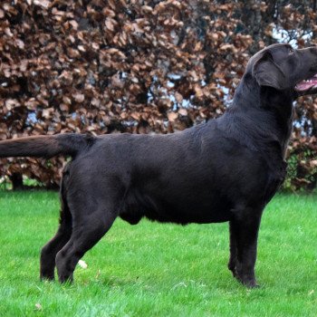 chien Retriever du Labrador chocolat Louie Le Beau élevage du Fond de la Noye