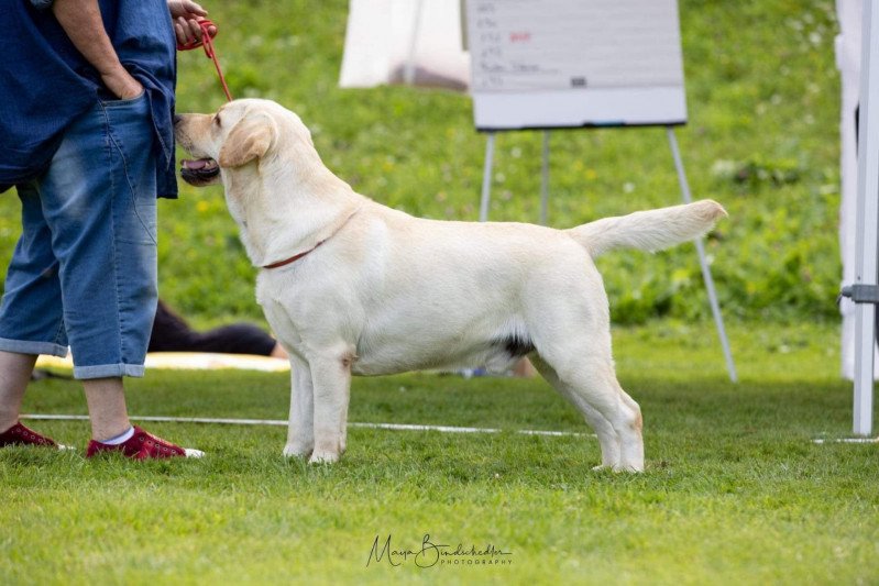 Starlight Lab's Lymos Mâle Retriever du Labrador Starlight Lab's Lymos Mâle Retriever du Labrador